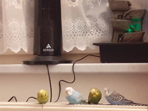 Wellensittich-Bild: Meine 4 Wellis, v.li. nach rechts, Paula, Bonn, Paul und Clyde, sitzend auf der Heizung. Von dort diskutieren Sie gern mit mir.

