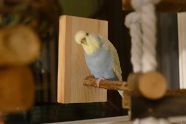 Wellensittich-Bild: Schau gerade was Fritzi macht