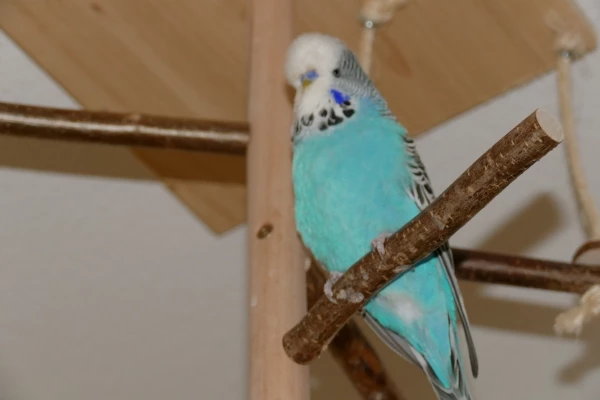 Wellensittich-Bild: Der letzte vom Quartett 