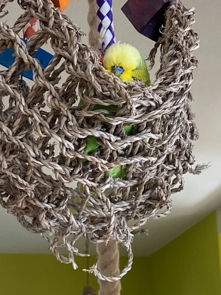 Wellensittich-Bild: Moritz ist unser Casanova und braucht ab und zu eine Auszeit 