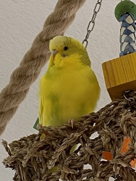 Wellensittich-Bild: Molli Maus ist eine ganze süße.
