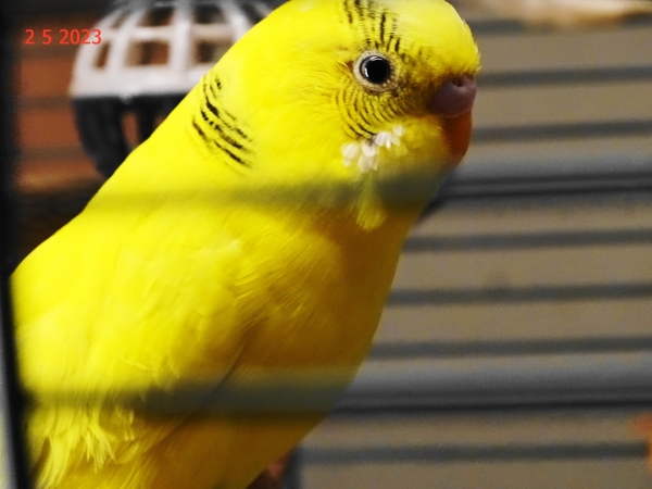 PHPSESSID
