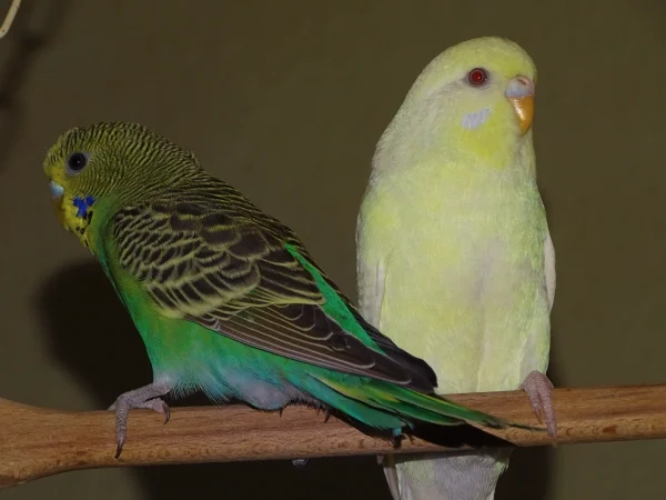 Wellensittich-Bild: Chloe (grün) links und Fin (weiß-gelb) rechts