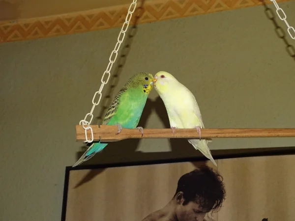 Wellensittich-Bild: Chloe und Fin, immer wieder gibts ein Schmatz zwischen durch .