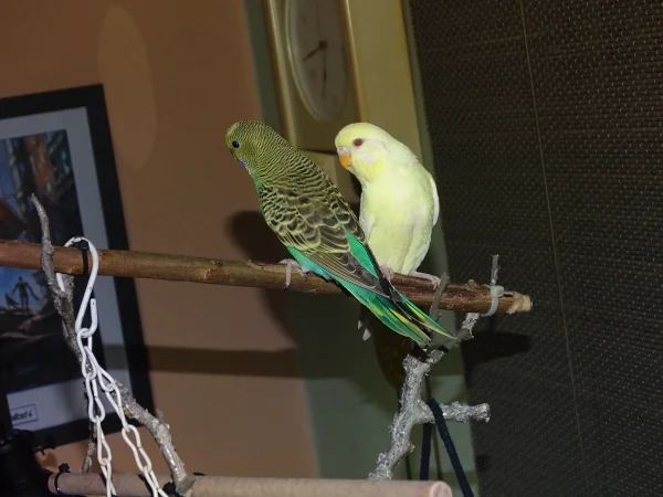 Wellensittich-Bild: Chloe und Fin lieben ihren Baum
