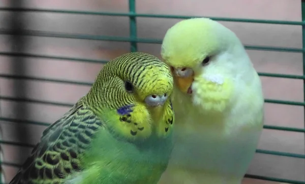 Wellensittich-Bild: Chloe und Finn, seit dem ersten Tag bei mir ein Herz und eine Seele!