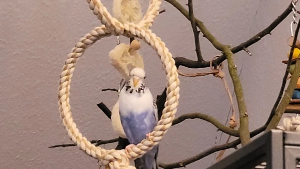 Wellensittich-Bild: Paula kommt zwar selten raus aber wenn... die Schaukel ist ihre.
