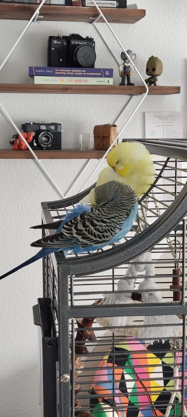 Wellensittich-Bild: schlafend auf dem Gehege