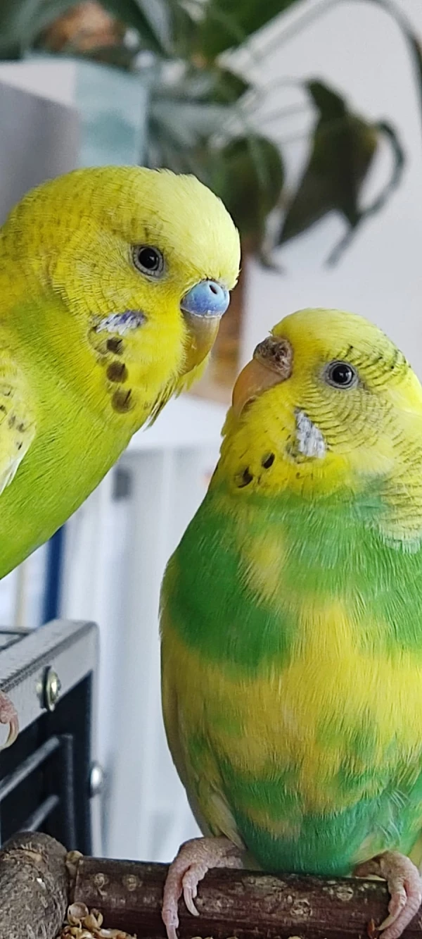 Wellensittich-Bild: Pärchenbild von Chip und Camie