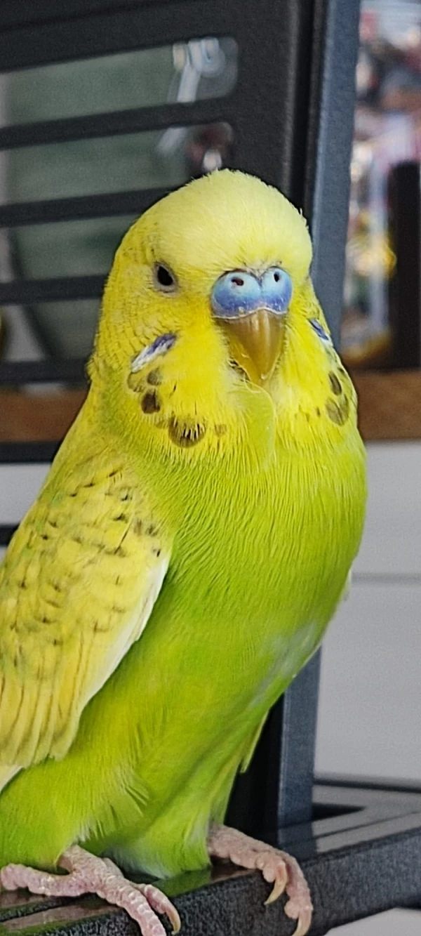 Wellensittich-Bild: Nahaufnahme Chip