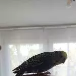 Chap auf unsere Spardose