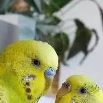 Das Liebespaar Chip & Camie