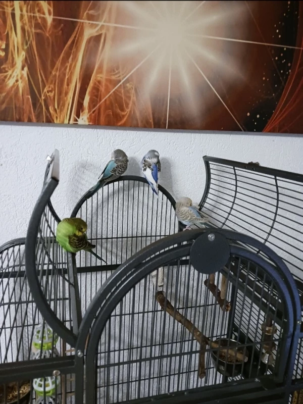 Wellensittich-Bild: Die kleinen waren Müde