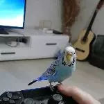 Gaming Vogel