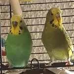 Susi&Eddi
