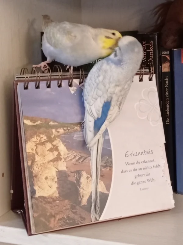 Wellensittich-Bild: Bèla und Chenoah zärtlich miteinander im Bücherregal 