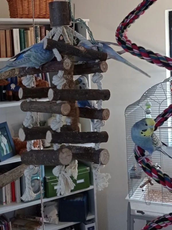 Wellensittich-Bild: Hirse knabbern ist natürlich das beste!
