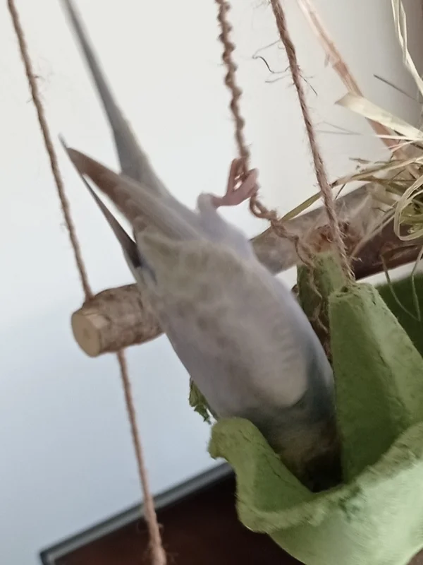 Wellensittich-Bild: Chenoah stellt sich auf den Kopf und wackelt mit den Füßen - trotzdem keine Hirse drin..
