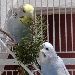 Bèla und Bartok Sonntagsbeschäftigung 