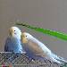 Chenoah und Safi 