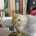 Kann man das kaputt knabbern?