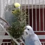 Bèla und Bartok Sonntagsbeschäftigung 