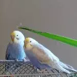 Chenoah und Safi 