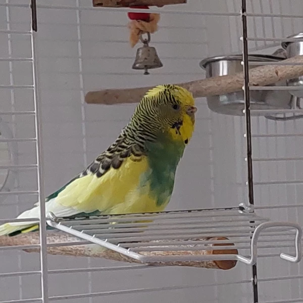 Wellensittich-Bild: Das ist Lulu, meine ca. 9 Jährige Wellihenne. Sie liebt es an ihren Holzklammern zu knabbern und zu klettern. Leider hat sie keinen Kumpel mehr, aber das möchte ich bald ändern!! (ich bin schon dabei meine Mutter zu überreden) 