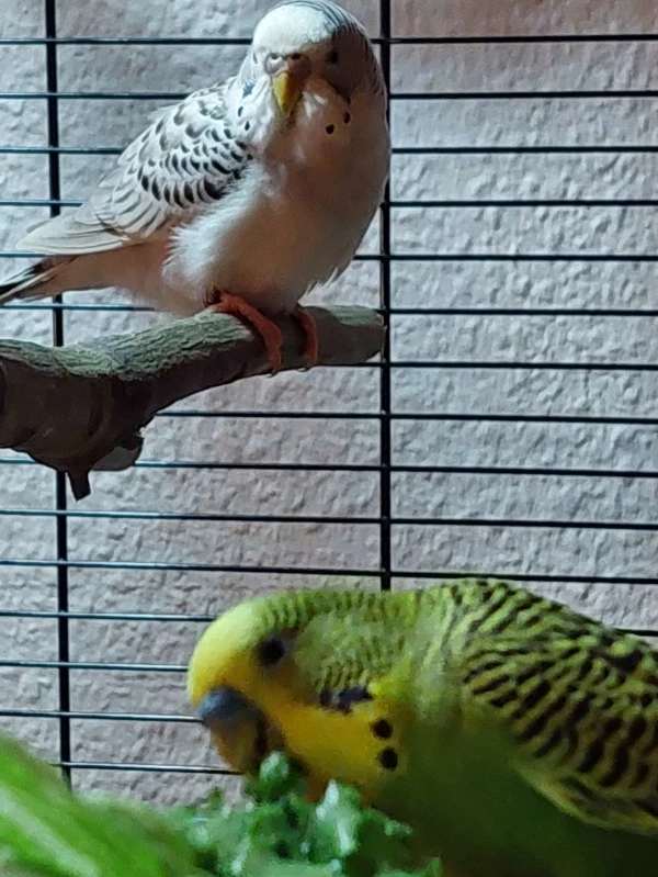 Wellensittich-Bild: Wenn ich brav den Salat esse bekomme ich bestimmt mal wieder Kohi 