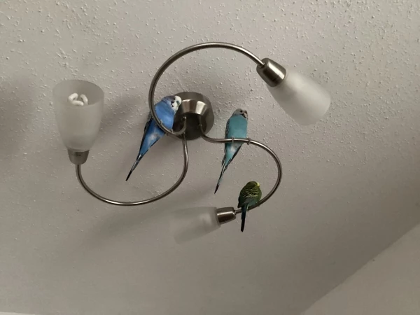 Wellensittich-Bild: Als meine Wellis noch im Wohnzimmer gelebt haben, war diese Lampe einer ihrer liebsten Sitzplätze.