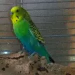 Kiwi der Regenbogensittich