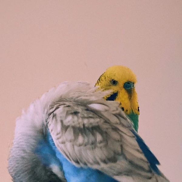 Wellensittich-Bild: Bailus kleiner Bodyguard 