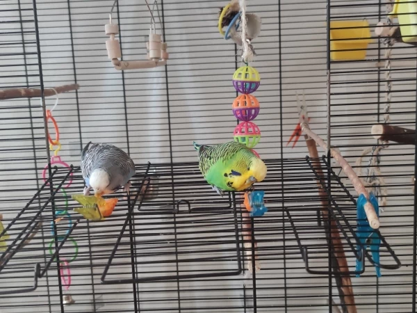 Wellensittich-Bild: Luna und Neo vergnügen sich mit einem Stückchen Karotte, wobei Luna lieber alles auf den Boden wirft, statt zu fressen.