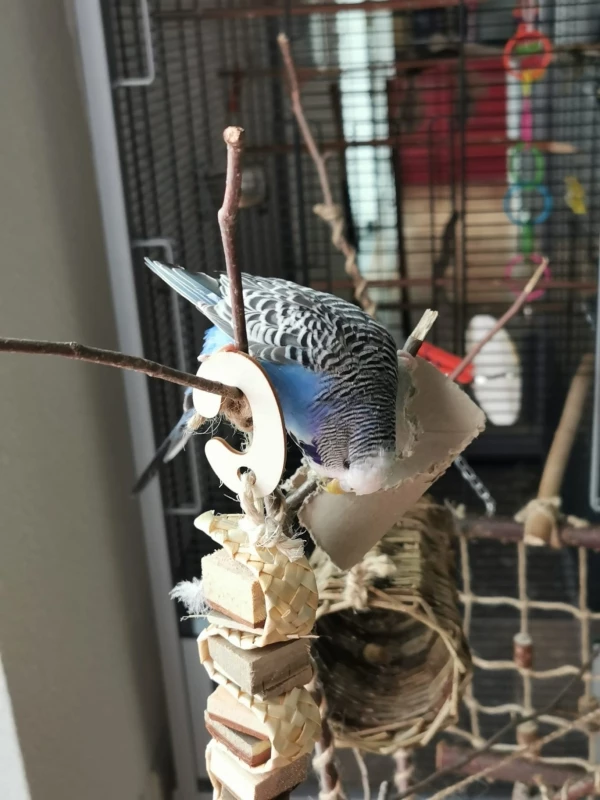 Wellensittich-Bild: Luna schreddert gerne am selbst gebauten Vogelbaum.