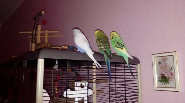 Wellensittich-Bild: HIER LEBTE MEIN GELIEBTES CHUCKYLINCHEN NOCH UND DIE DREI MÄUSE WAREN ALLE NOCH FIT..
