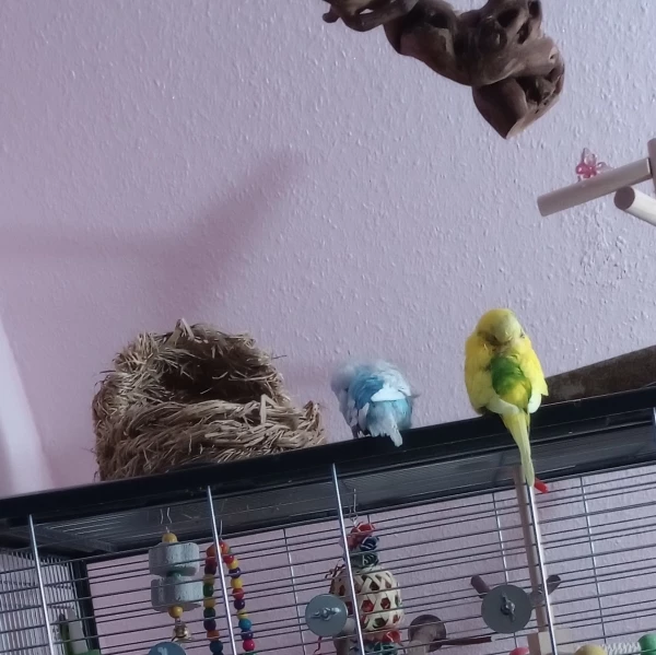 Wellensittich-Bild: Syrax und Caraxes machen ein Nickerchen auf den Käfig.