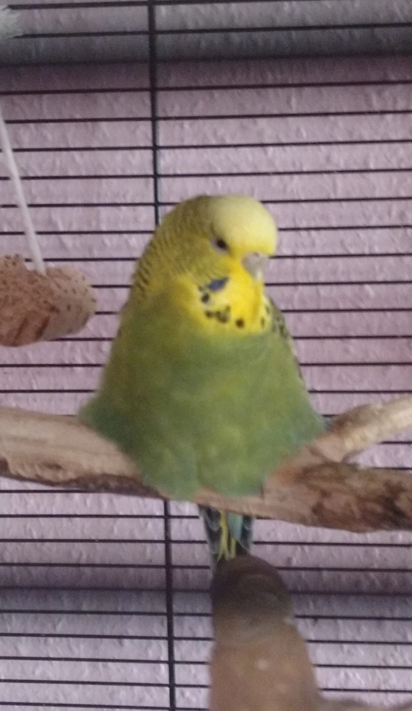 Wellensittich-Bild: Fluffy trägt ihren Namen zurecht, finde ich...