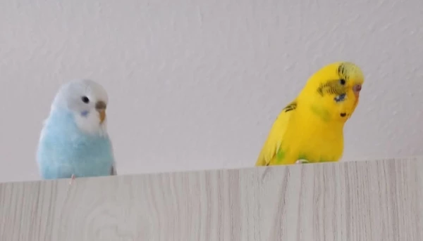 Wellensittich-Bild: Toll ne? Von hier aus können wir alles überblicken.