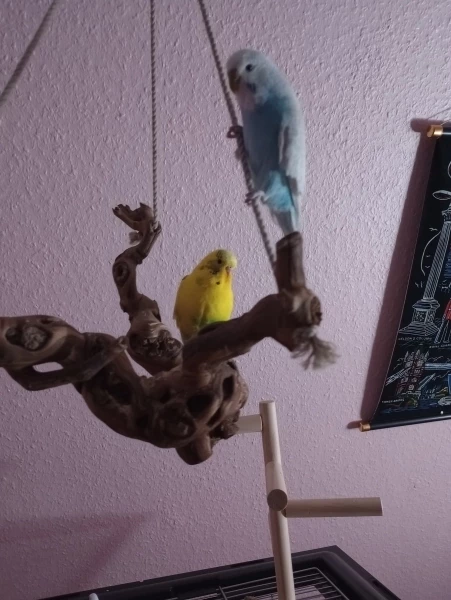 Wellensittich-Bild: Syrax und Carax wünschen ein schönes und gesundes neues Jahr.