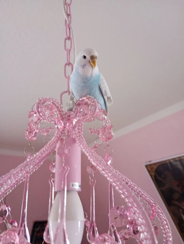 Wellensittich-Bild: Syrax ist ein Wirbelwind und entdeckt jeden Tag etwas Neues. Morgen ist sie drei Wochen bei mir.