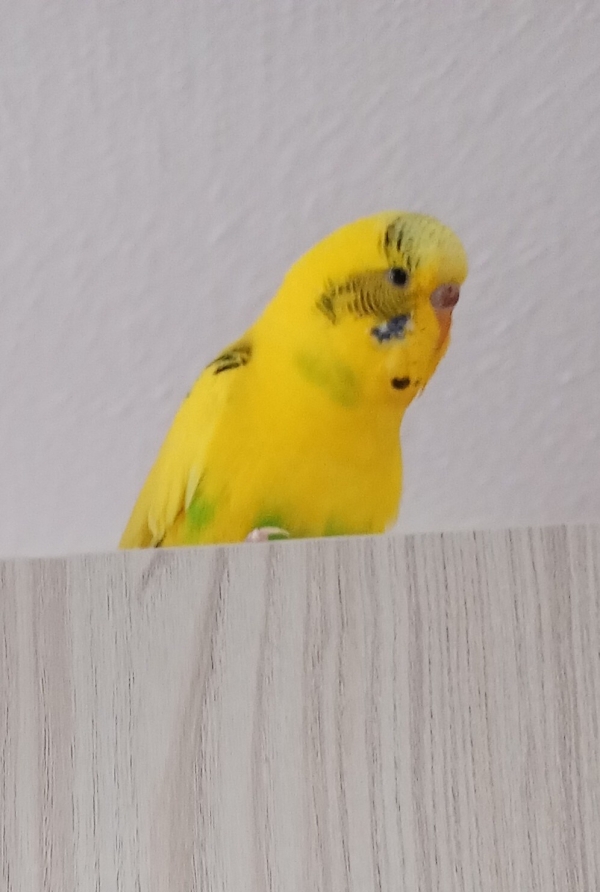 PHPSESSID