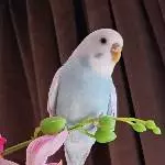 Syrax liebt Blumen