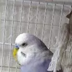 Gleich gehts zum Schnabel kürzen 