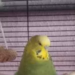Bin ich nicht fluffig?
