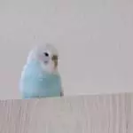 Auf dem höchsten Schrank