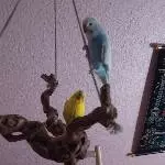 Syrax  und Carax 