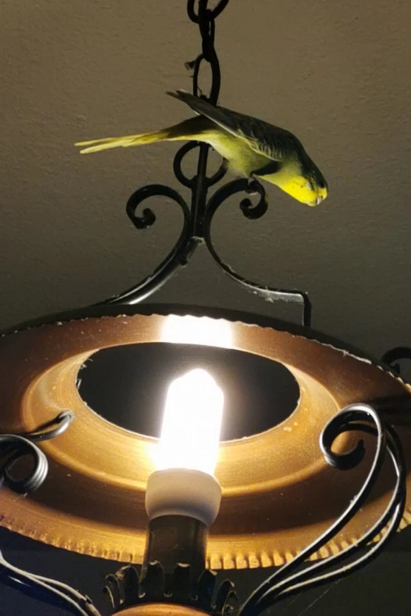 Wellensittich-Bild: Da bekommt der Ausspruch Einen auf der Lampe haben eine ganz neue Bedeutung ????