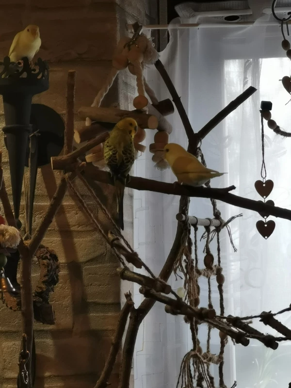 Wellensittich-Bild: Mein buntes Trio