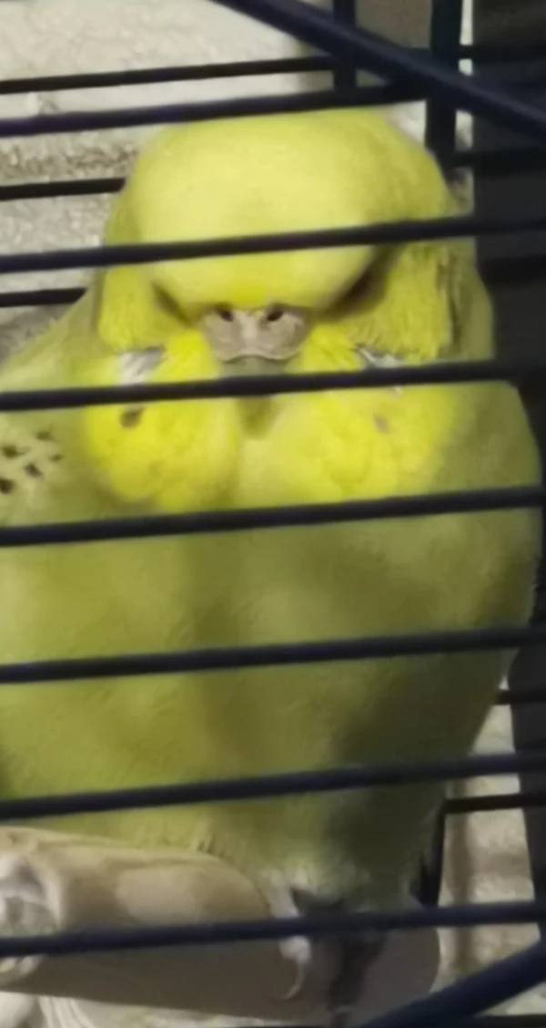 Wellensittich-Bild: Sie denkt manchmal, dass sie ein Weißkopfadler wäre. Diese Blick. Einfach unbezahlbar ????