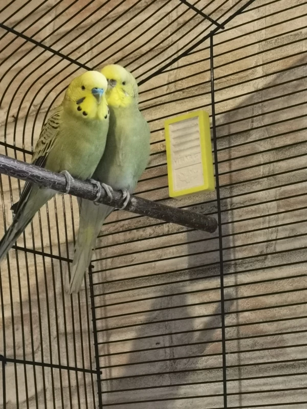 Wellensittich-Bild: Thor & Freya - sooo verliebt ❤️